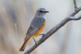 Bensons Rock Thrush (Monticola sharpei bensoni)