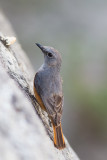 Bensons Rock Thrush (Monticola sharpei bensoni)