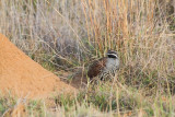 Madagascar Partridge (Margaroperdix madagascarensis)