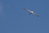 Masked Booby (Sula dactylatra)