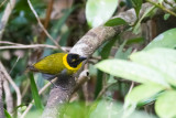 Nelicourvi Weaver (Ploceus nelicourvi)