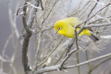 Karthala White-eye (Zosterops mouroniensis)