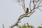 Humblots Sunbird (Cinnyris h. humbloti)