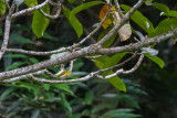 Mohli White-eye (Zosterops comorensis)