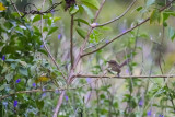 Anjouan Brush Warbler (Nesillas longicaudata)
