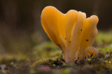 Clavaria argillacea - Heideknotszwam - Moor Club