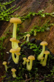 Omphalina grossula - Groengeel Trechtertje