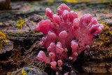Ascocoryne sarcoides - Paarse Knoopzwam - Purple Jellydisc