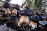 Chlorophyllum rhacodes - Knolparasolzwam - Shaggy Parasol