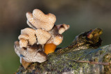 Polyporus brumalis - Winterhoutzwam - Winter Polypore