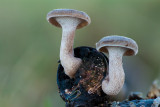 Polyporus brumalis - Winterhoutzwam - Winter Polypore