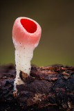 Sarcoscypha austriaca - Krulhaarkelkzwam - Scarlet Elfcup