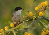 Kleine Zwartkop - Sylvia melanocephala - Mediterranean Warbler