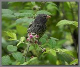 DSCN3532 unknown darwins finch.jpg