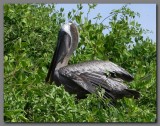 DSCN3550 Brown pelican Santa cruz.jpg