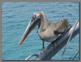 DSCN3670 Brown pelican on the Daphne.jpg