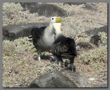 DSCN3821 Waved albatross bonding behaviour.jpg