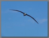 DSCN3846 Waved albatross in flight.jpg