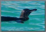 DSCN3936 The first Galapagos penguin.jpg