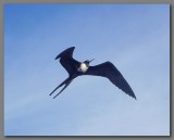 DSCN3997 Magnificent frigatebird off Floreana island.jpg