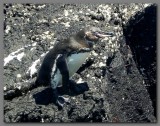 DSCN4089 Galapagos penguinIsabella island.jpg