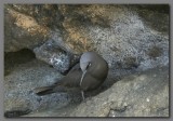 DSCN4101 Brown noddy .Tagus cove Isabella island.jpg