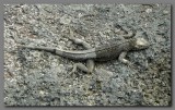 DSCN4140  Fernandina  lava lizard Fernandina.jpg