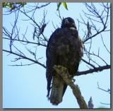 DSCN4177 Galapagos hawk .Fernandina island.jpg