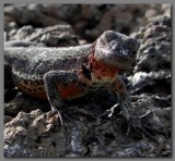 DSCN4223 Galapagos lizard Isabella.jpg