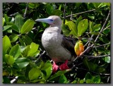 DSCN4417 Red footed booby Darwins bay Genevesa.jpg