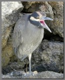 DSCN4446 Yellow crowned night heron.jpg