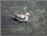 DSCN4474 juv. Swallow tailed gull Genevesa.jpg