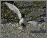 DSCN4496 Swallow-tailed gulls Darwins bay Genevesa.jpg
