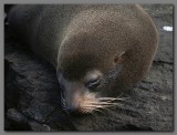 DSCN4570 Galapagos fur seal Santiago.jpg