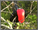 DSCN4664 male Magnificent frigatebird N.Seymour.jpg