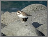 DSCN4684 Semipalmated plover N.Seymour.jpg