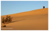   Mesquite Dunes