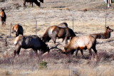 Estes Park