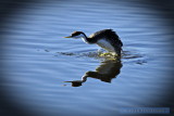 in San Diego River