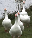 Geese