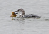 _MG_1261loon.jpg