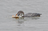 _MG_1263loon.jpg