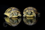 Tortoise reflections