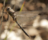 Common Basketail MY12 #3874