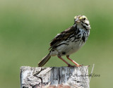 Savannah Sparrow JL12 #3082