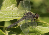 Dot-tailed Whiteface - Leucorrhinia intacta JL12 #4611