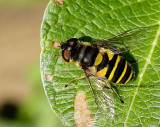 Eristalis transversa JN12 #0568