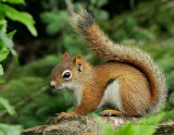 Red Squirrel JN12 #0468