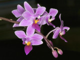 Phalaenopsis equestris AP5 #002