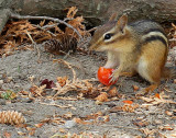 Eastern Chipmunk  JL12 #5497